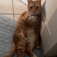 Lost Pet Image
