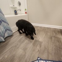 Lost Pet Image