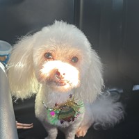 Lost Pet Image