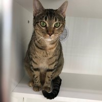 Lost Pet Image