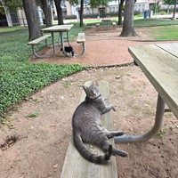 Lost Pet Image
