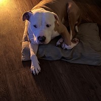 Lost Pet Image