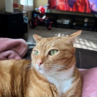 Lost Pet Image