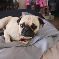 Lost Pet Image