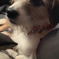 Lost Pet Image
