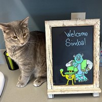 Lost Pet Image