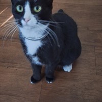 Lost Pet Image