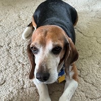 Lost Pet Image