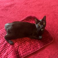 Lost Pet Image