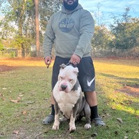 Lost Pet Image