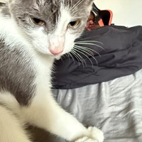 Lost Pet Image