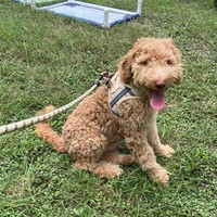 Lost Pet Image
