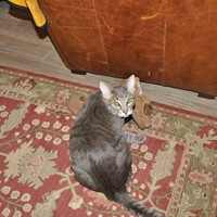 Lost Pet Image