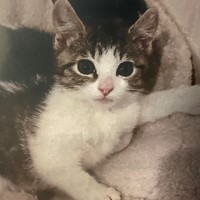 Lost Pet Image