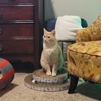 Lost Pet Image