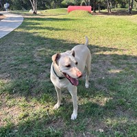 Lost Pet Image