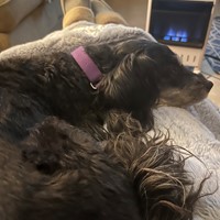 Lost Pet Image