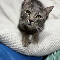 Lost Pet Image