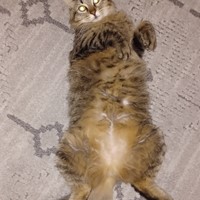Lost Pet Image