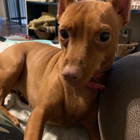 Lost Pet Image
