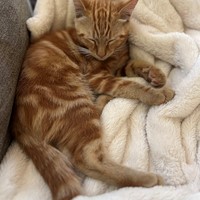 Lost Pet Image