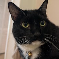 Lost Pet Image