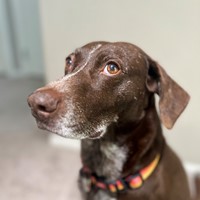Lost Pet Image