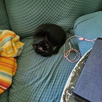 Lost Pet Image