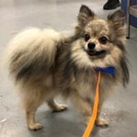 Lost Pet Image