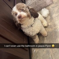 Lost Pet Image