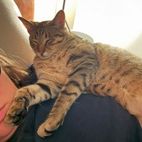 Lost Pet Image