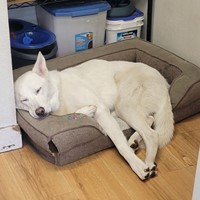 Lost Pet Image