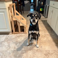 Lost Pet Image