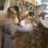 Lost Pet Image