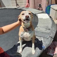Lost Pet Image