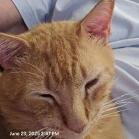 Lost Pet Image