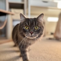 Lost Pet Image