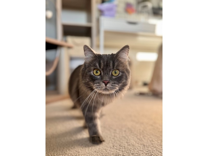 Pet Photo