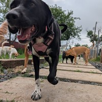 Lost Pet Image