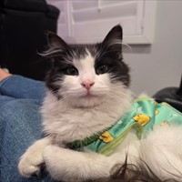Lost Pet Image