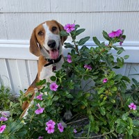 Lost Pet Image