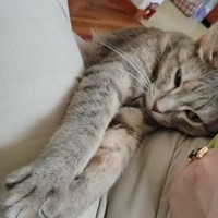 Lost Pet Image
