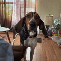 Lost Pet Image