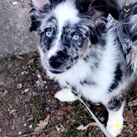 Lost Pet Image