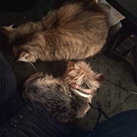 Lost Pet Image