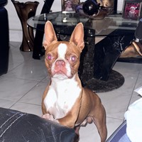 Lost Pet Image