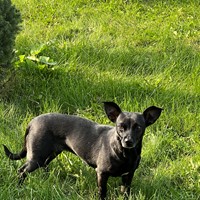 Lost Pet Image