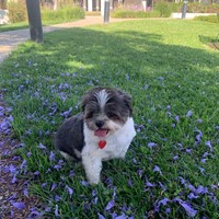 Lost Pet Image
