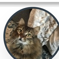 Lost Pet Image