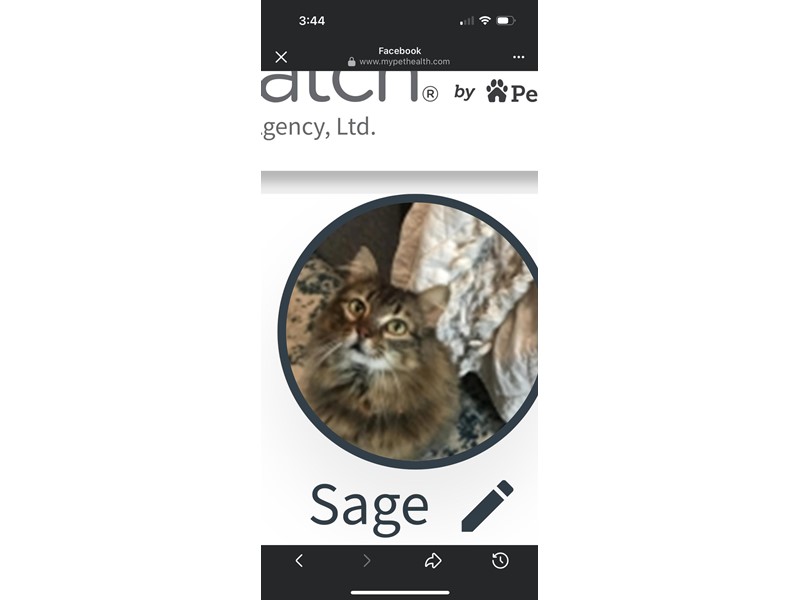 Pet Photo